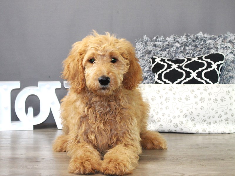 Standard Goldendoodle
