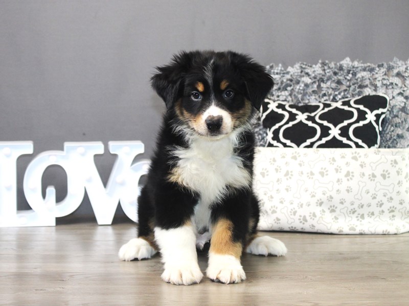 Australian Shepherd