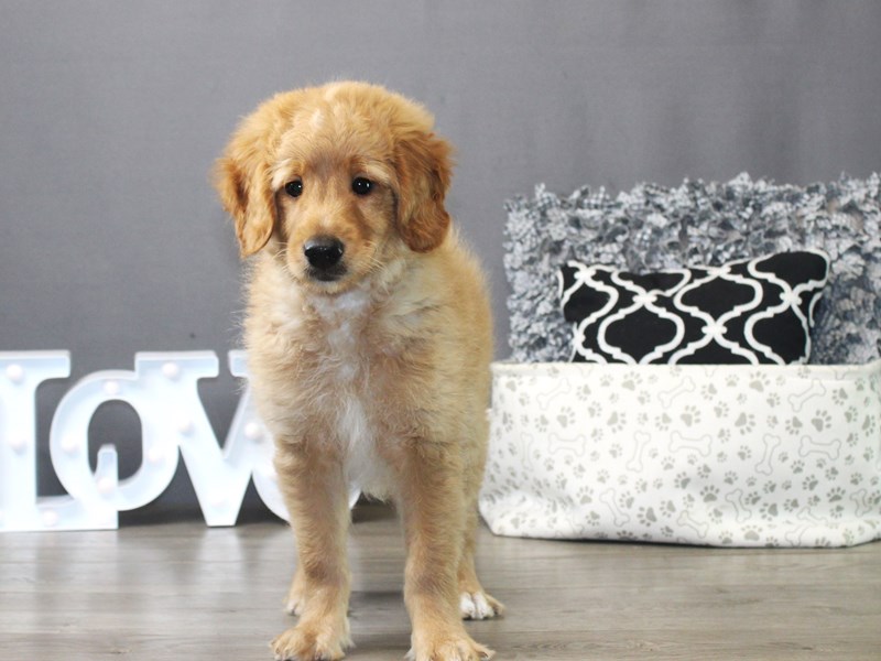 Mini Goldendoodle