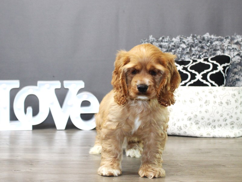 Cocker Spaniel – Chewie