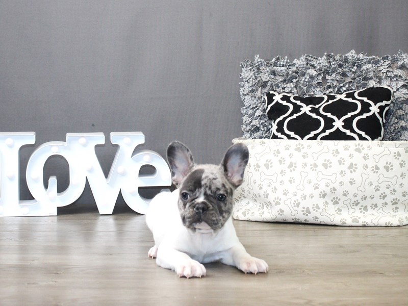 French Bulldog