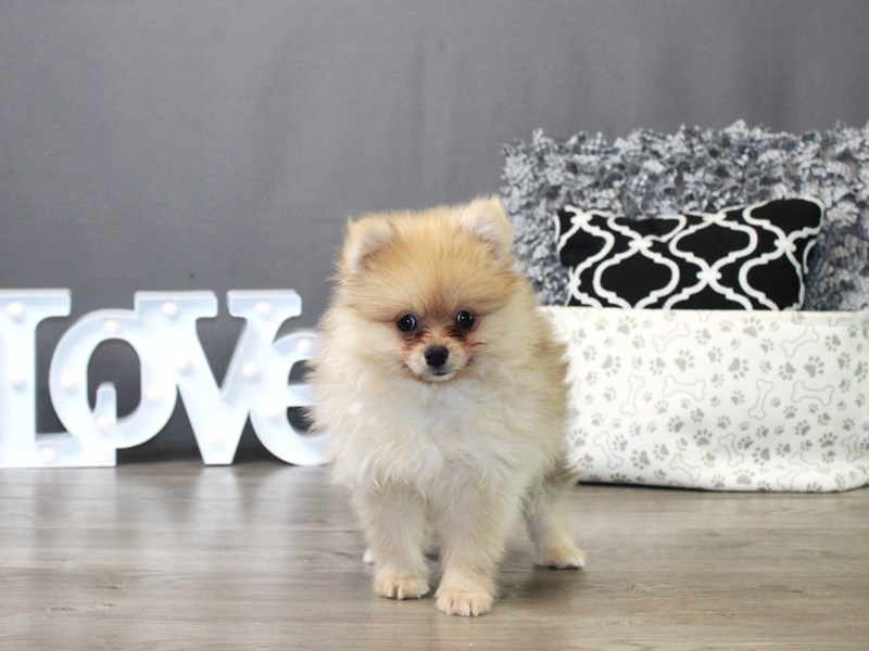 Pomeranian
