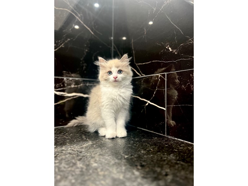 Ragdoll