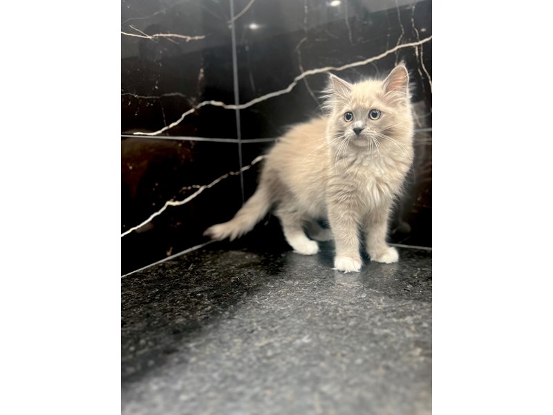 Ragdoll – Stormy