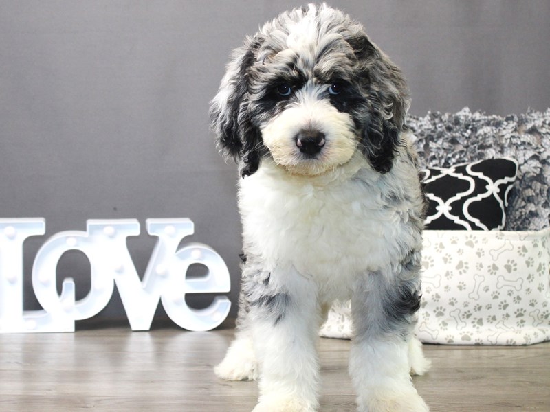 Sheepadoodle Small Animal Blue Merle/ White ID:19106 Located at Petland ...