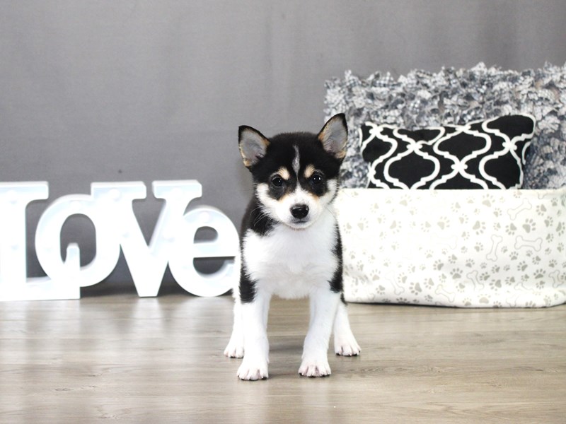 Shiba Inu