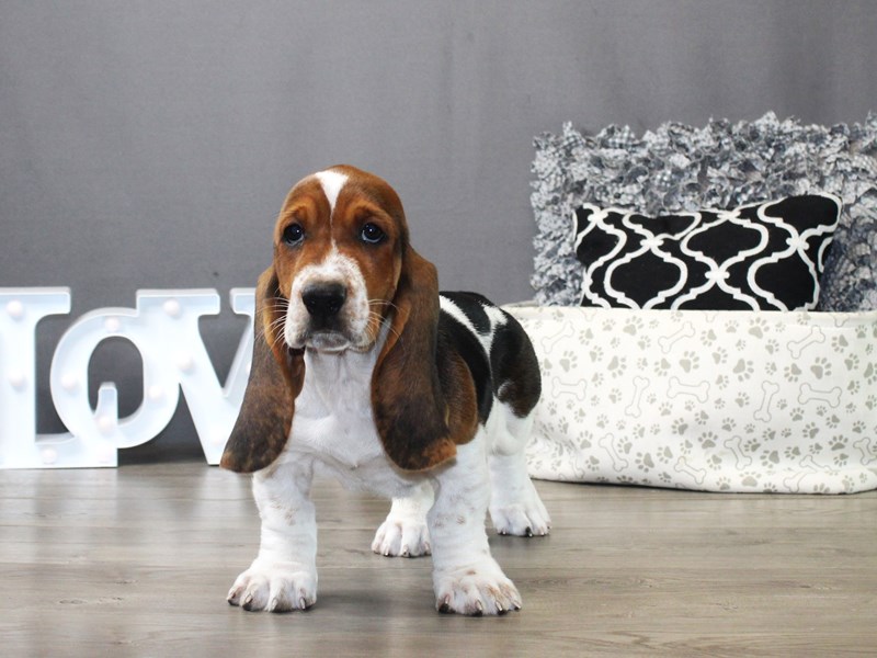 Basset Hound
