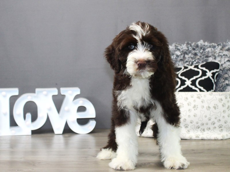 Portuguese Water Dog – Luke