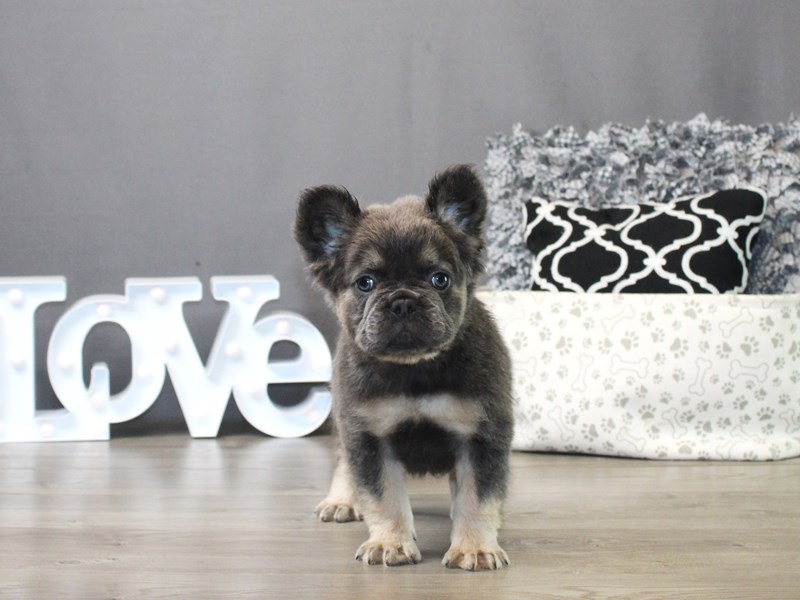 French Bulldog