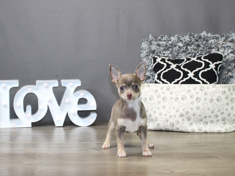 Chihuahua – Violet