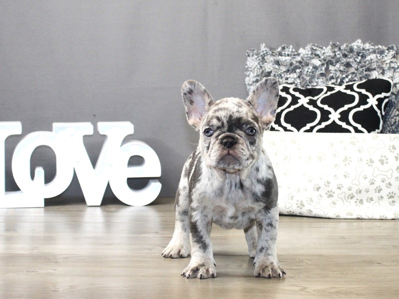 French Bulldog