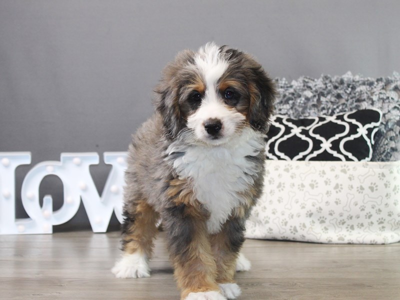 Mini Bernadoodle