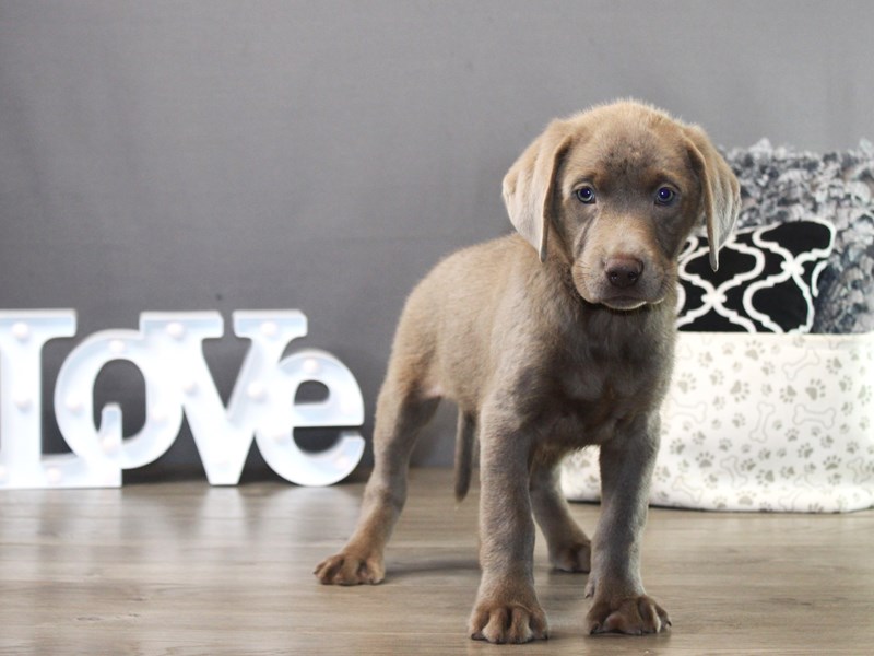 Labrador Retriever