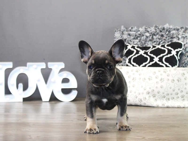 French Bulldog