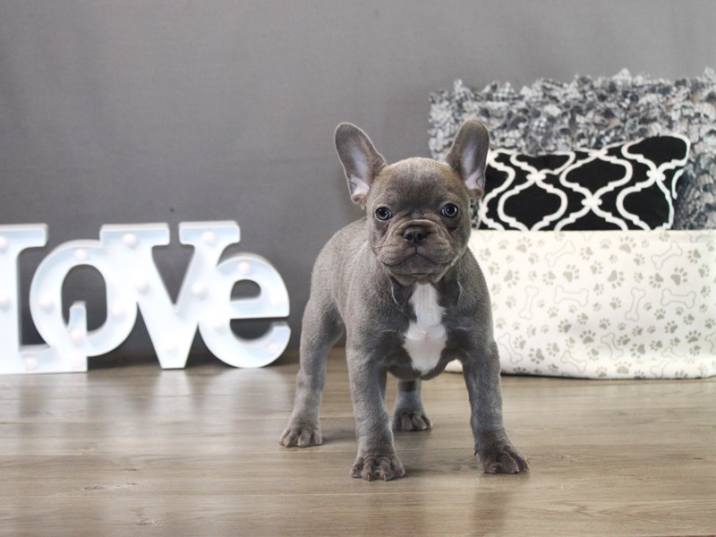 French Bulldog