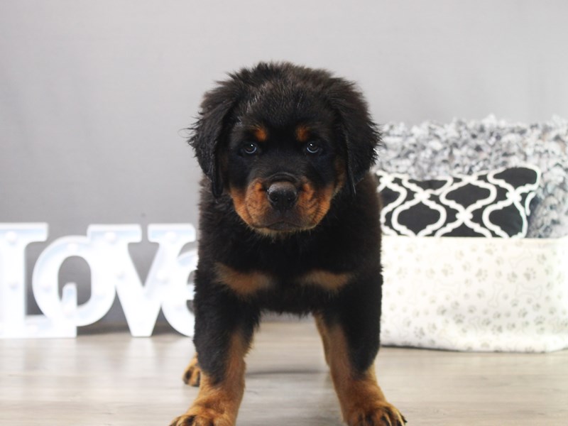 Rottweiler