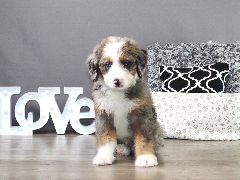 Mini Bernadoodle – Moose