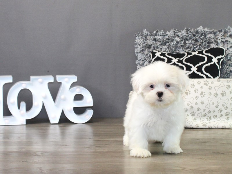 Lhasa Apso