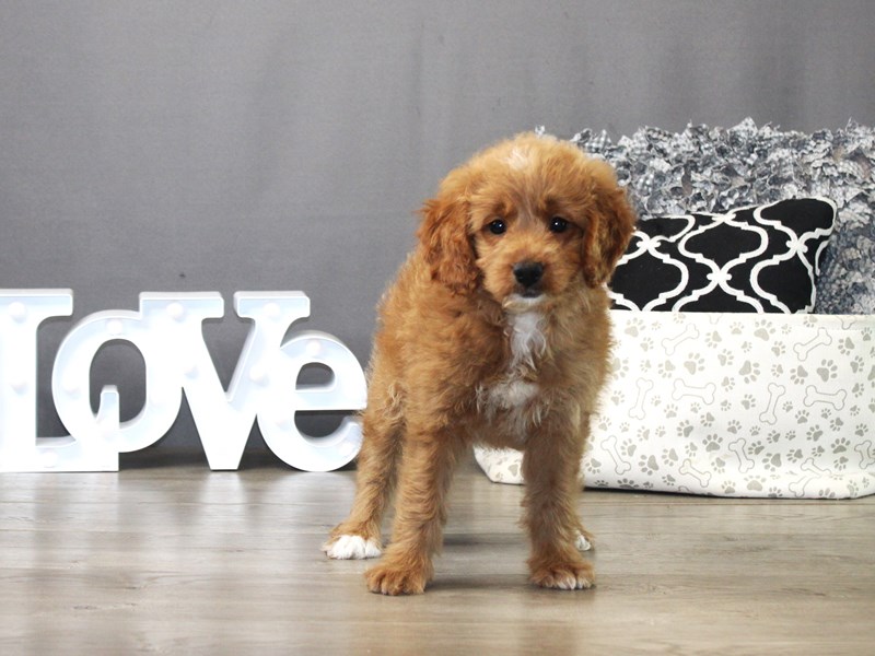 Mini Goldendoodle