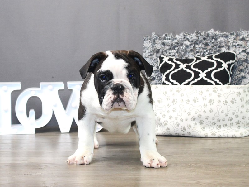 English Bulldog – 19702