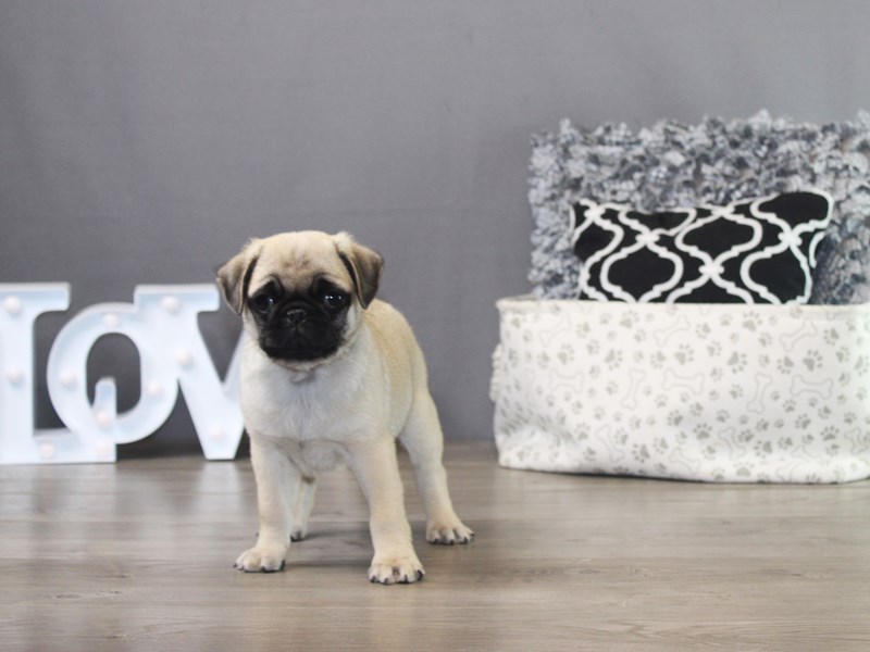 Pug – 19737