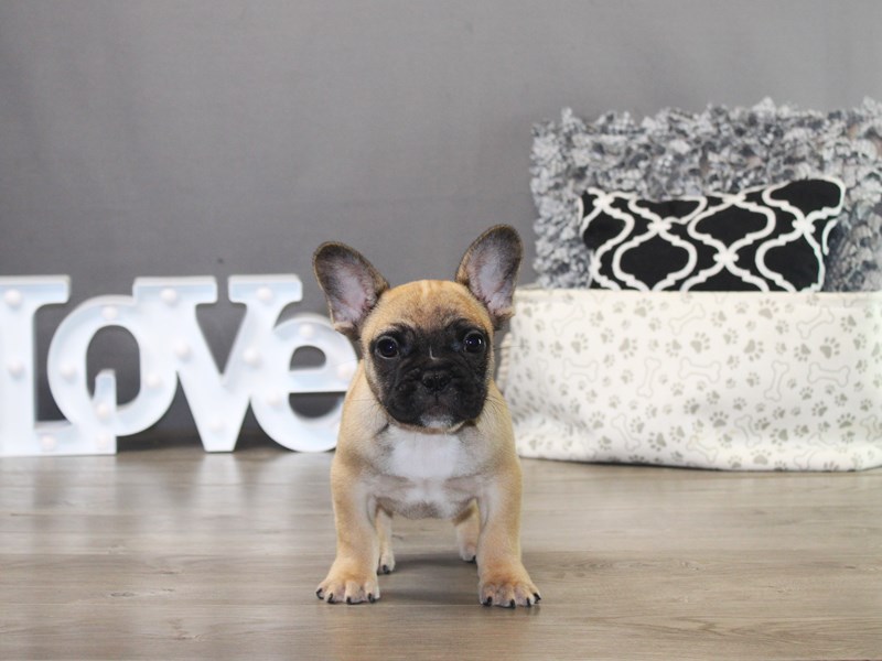 French Bulldog – 19750