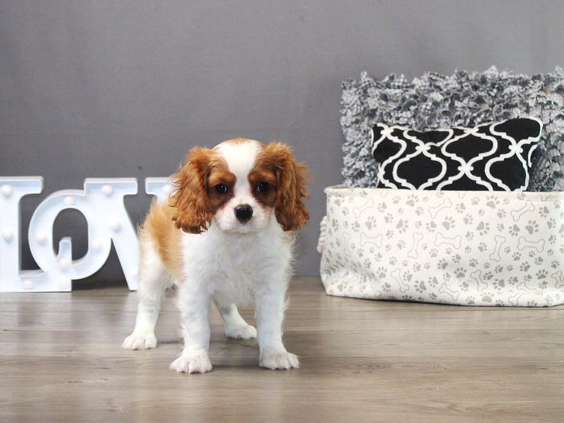 Cavalier King Charles Spaniel