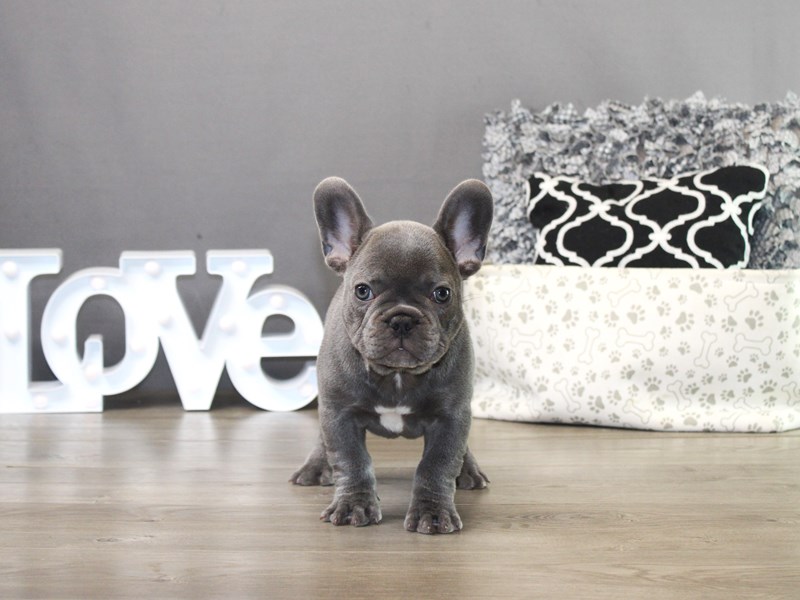 French Bulldog – 19752