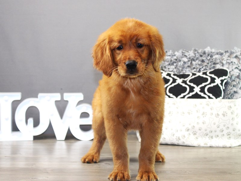 Golden Retriever