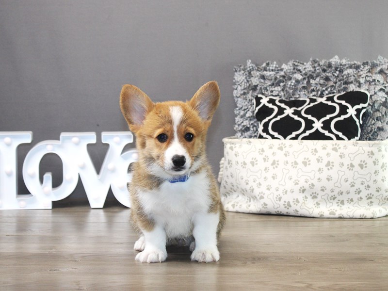 Pembroke Welsh Corgi – 19755
