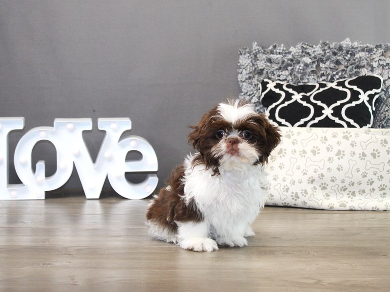 Shih Tzu – 19759