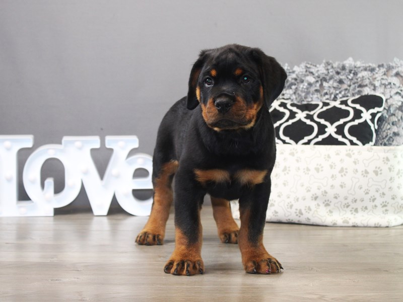 Rottweiler