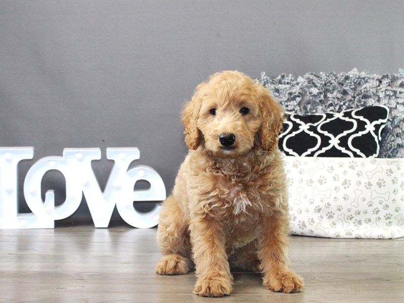 Mini Goldendoodle – 19783