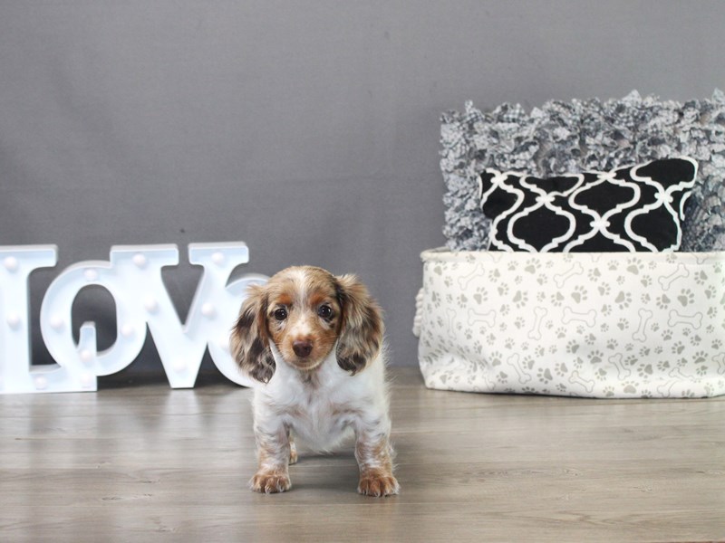 Dachshund