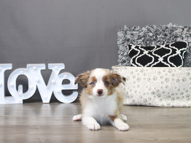 Miniature Australian Shepherd