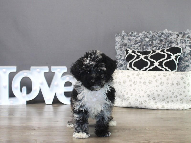 Mini Aussiedoodle – 19794