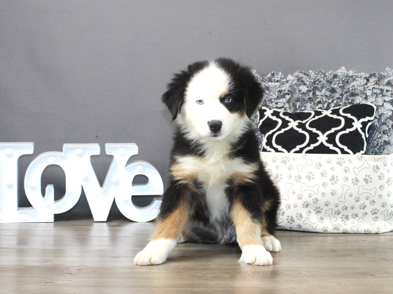 Australian Shepherd – 19795