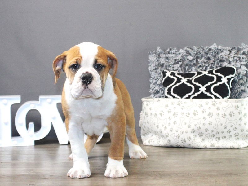 Victorian Bulldog – 19797