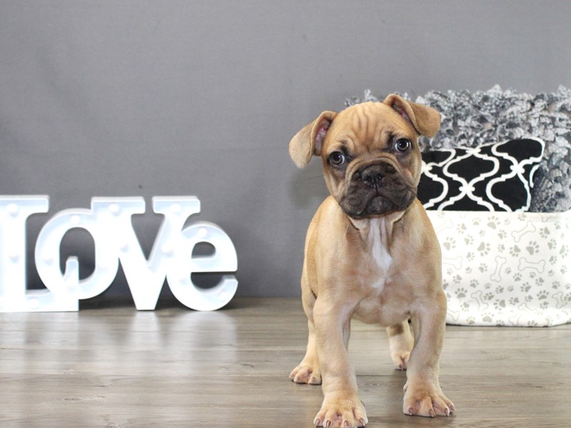 French Bulldog – 19802