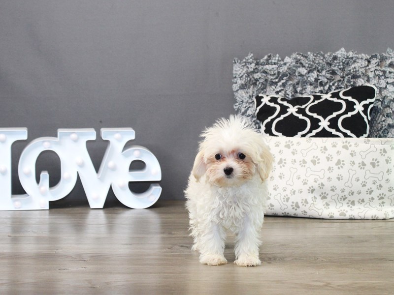 Maltipoo – 19829