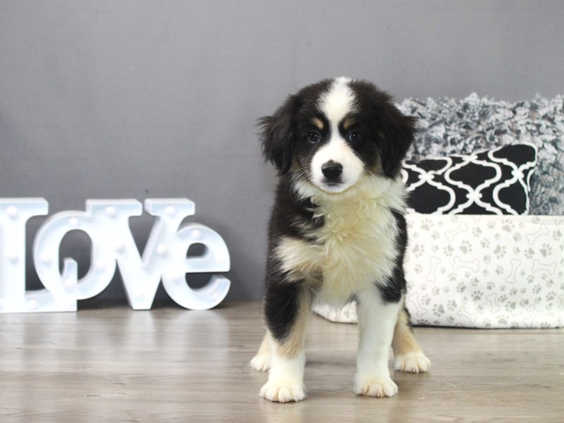 Miniature American Shepherd – 19818
