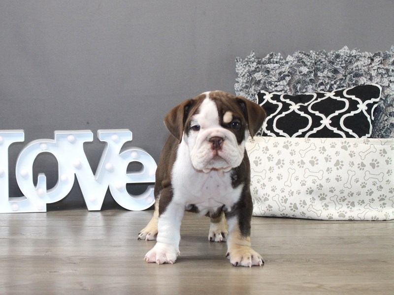 English Bulldog – 19810