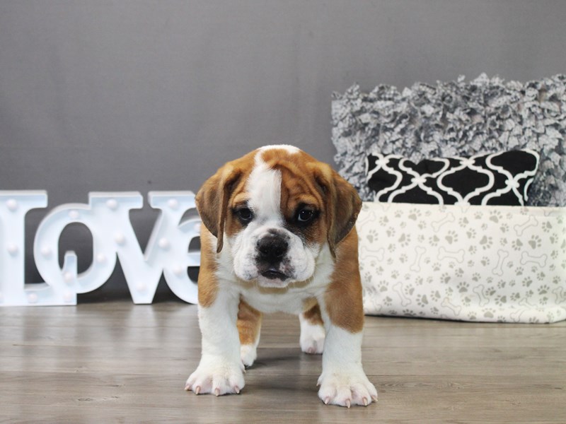 English Bulldog – 19849