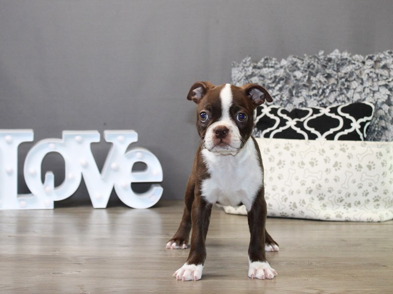 Boston Terrier – 19848