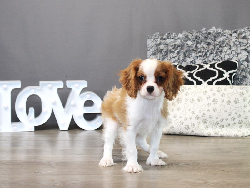 Cavalier King Charles Spaniel – 19850