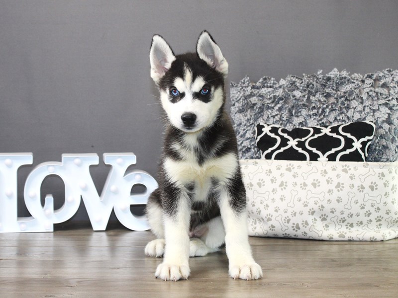 Siberian Husky – 19846