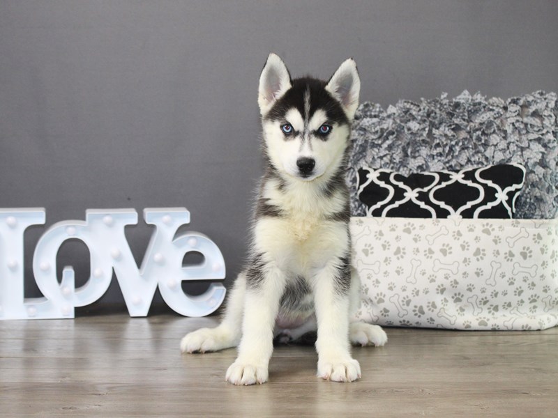 Siberian Husky – 19847