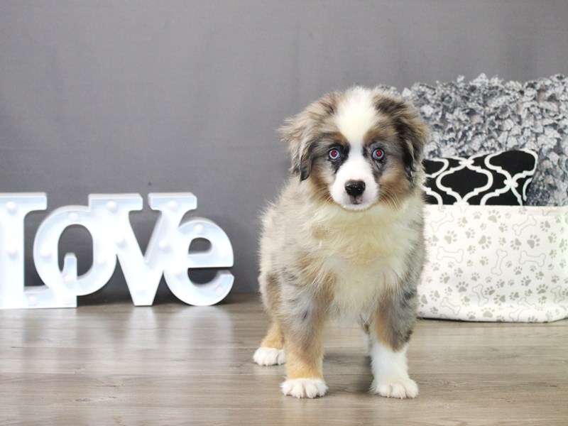 Miniature American Shepherd – 19851