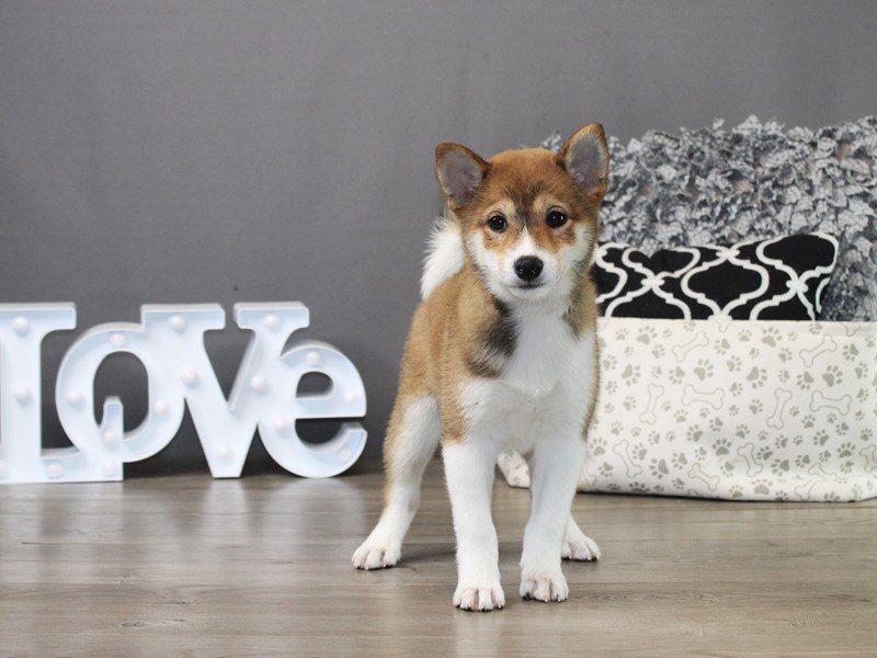 Shiba Inu – 19844