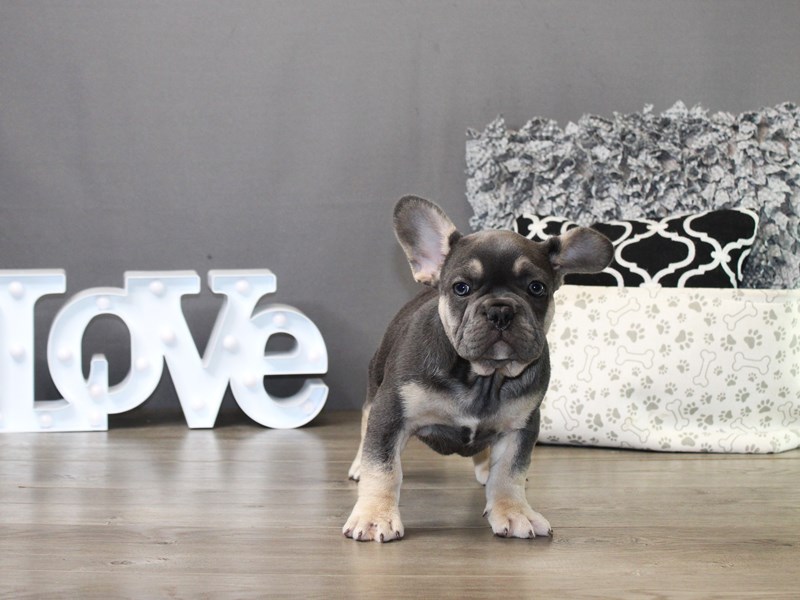 French Bulldog – 19842